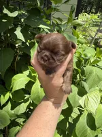 Imperial Maxwell, a male Shih Tzu for sale in Ranger, GA – 4 of 7