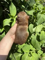Imperial Maxwell, a male Shih Tzu for sale in Ranger, GA – 5 of 7