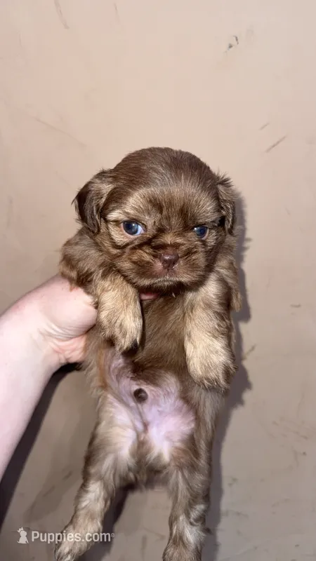 Imperial Maxwell – Shih Tzu puppy for sale in Ranger, GA