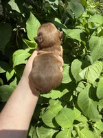 Imperial Maxwell, a male Shih Tzu for sale in Ranger, GA – 6 of 7