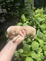 Imperial Daisy , a female Shih Tzu for sale in Ranger, GA – 2 of 7