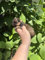 Imperial Graham, a male Shih Tzu for sale in Ranger, GA – 2 of 6