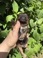 Imperial Graham, a male Shih Tzu for sale in Ranger, GA – 5 of 6