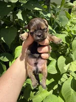 Imperial Graham, a male Shih Tzu for sale in Ranger, GA – 4 of 6