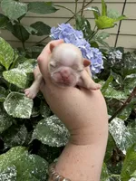 Imperial Brody, a male Shih Tzu for sale in Ranger, GA – 6 of 7