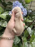 Imperial Brody, a male Shih Tzu for sale in Ranger, GA – 7 of 7