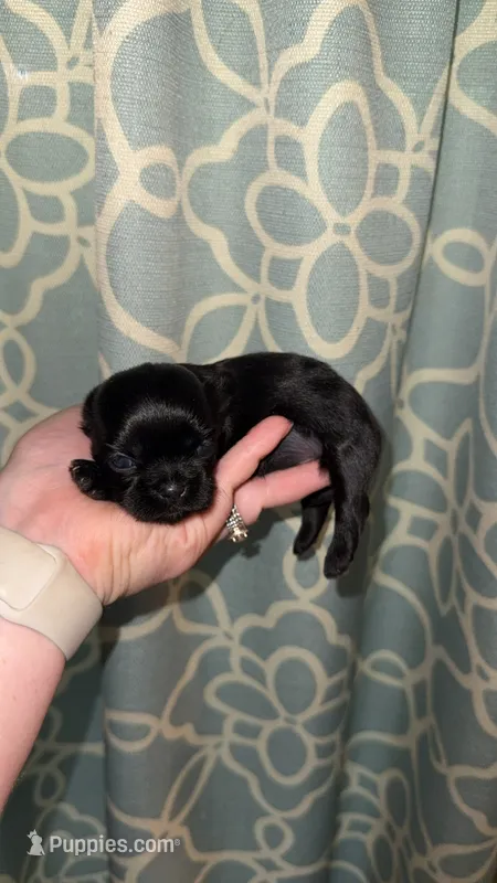 CKC PAUL – Shih Tzu puppy for sale in Ranger, GA