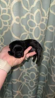 CKC PAUL, a male Shih Tzu for sale in Ranger, GA – 1 of 4