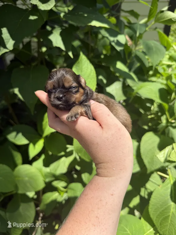 Imperial Graham – Shih Tzu puppy for sale in Ranger, GA