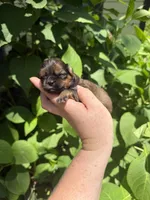 Imperial Graham, a male Shih Tzu for sale in Ranger, GA – 1 of 6