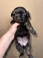 Imperial princess , a female Shih Tzu for sale in Ranger, GA – 4 of 8
