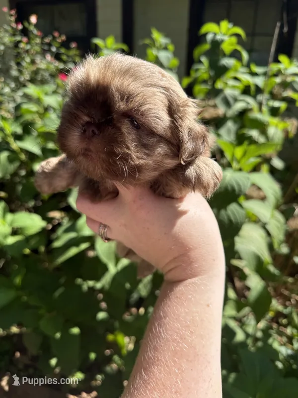 Cash   – Shih Tzu puppy for sale in Ranger, GA