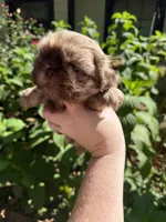 Cash  , a male Shih Tzu for sale in Ranger, GA – 1 of 4