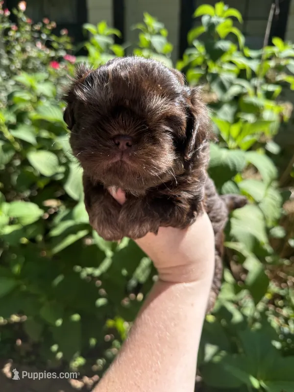 Max – Shih Tzu puppy for sale in Ranger, GA