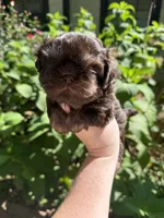 Max, a male Shih Tzu for sale in Ranger, GA – 1 of 3
