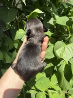Imperial princess , a female Shih Tzu for sale in Ranger, GA – 3 of 8