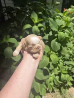 Imperial Brody, a male Shih Tzu for sale in Ranger, GA – 2 of 7