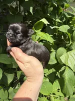 Imperial princess , a female Shih Tzu for sale in Ranger, GA – 7 of 8