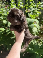 Max, a male Shih Tzu for sale in Ranger, GA – 3 of 3