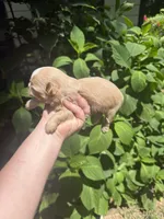 Imperial Brody, a male Shih Tzu for sale in Ranger, GA – 4 of 7
