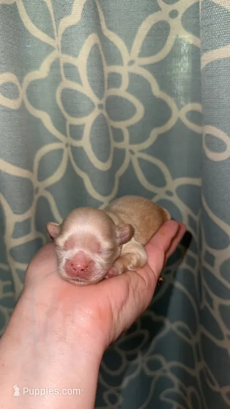 CKC BELL – Shih Tzu puppy on hold in Ranger, GA