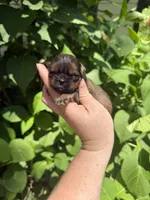 Imperial Graham, a male Shih Tzu for sale in Ranger, GA – 3 of 6