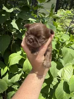 Imperial Maxwell, a male Shih Tzu for sale in Ranger, GA – 7 of 7