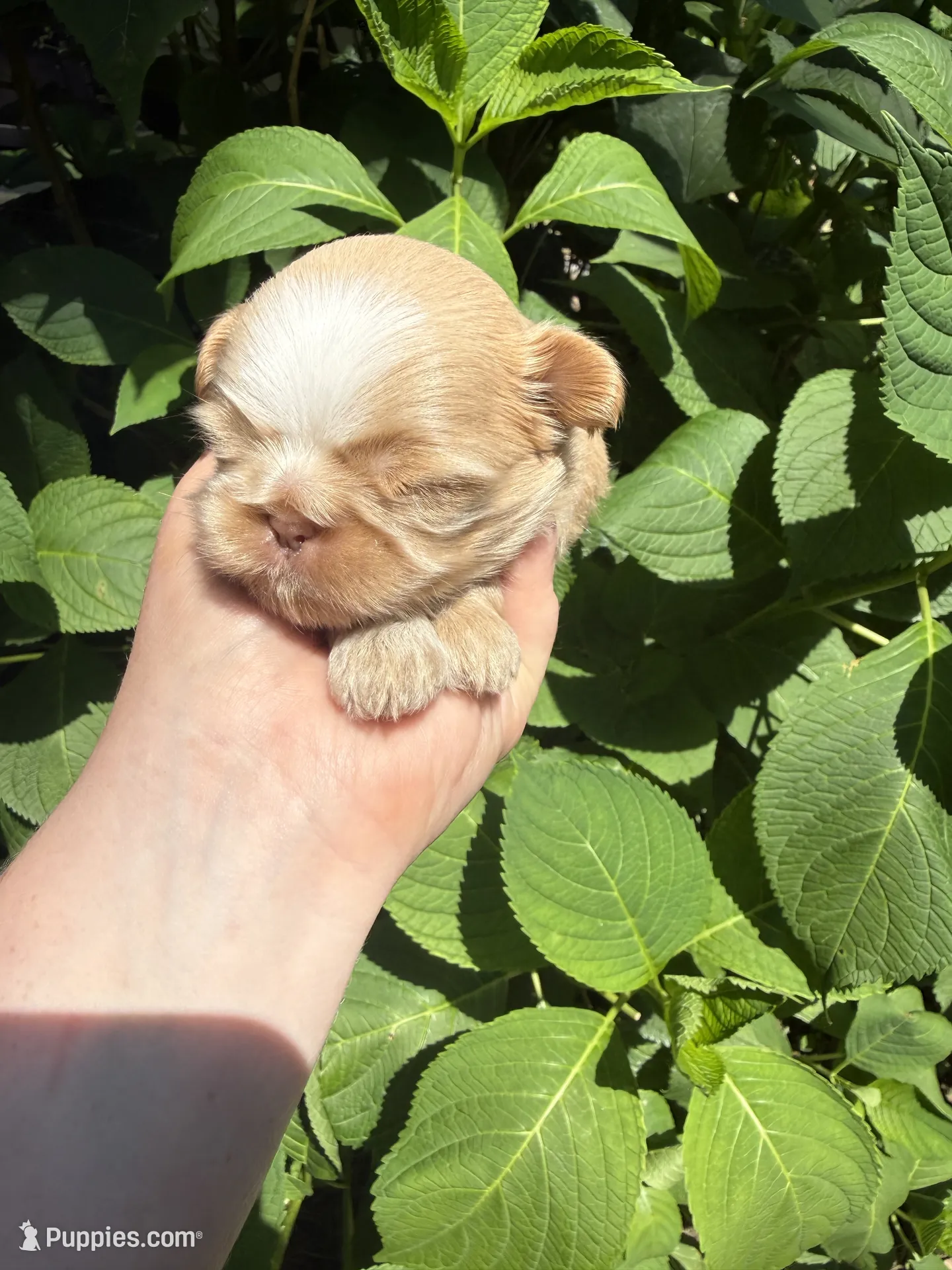 Imperial Brody – Shih Tzu Puppy for Sale in Ranger, GA | Puppies.com