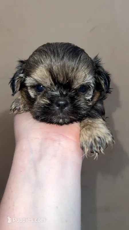 Imperial Logan  – Shih Tzu puppy for sale in Ranger, GA
