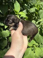 Imperial Logan , a male Shih Tzu for sale in Ranger, GA – 2 of 5