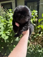 Blakey , a male Shih Tzu for sale in Ranger, GA – 2 of 3
