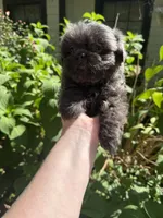 Bluey , a female Shih Tzu for sale in Ranger, GA – 3 of 3