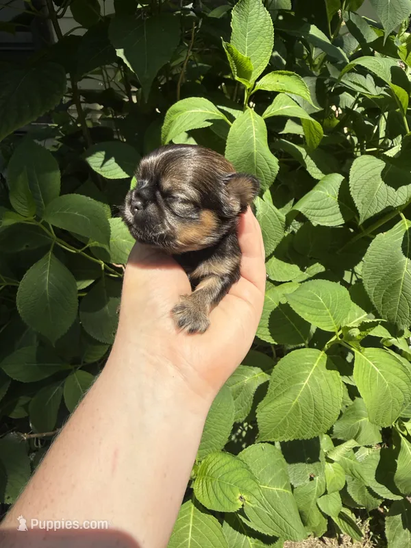 Imperial Logan  – Shih Tzu puppy on hold in Ranger, GA