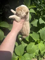 Imperial Daisy , a female Shih Tzu for sale in Ranger, GA – 4 of 7