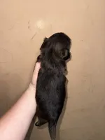 Imperial princess , a female Shih Tzu for sale in Ranger, GA – 8 of 8