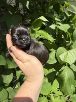 Imperial princess , a female Shih Tzu for sale in Ranger, GA – 2 of 8