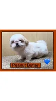 CKC Peanut Butter, a male Shih Tzu for sale in Ranger, GA – Photo 4 of 4
