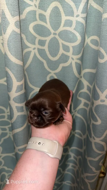 CKC LUCY – Shih Tzu puppy for sale in Ranger, GA