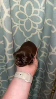 CKC LUCY, a female Shih Tzu for sale in Ranger, GA – 1 of 6