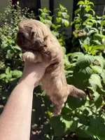 Cash  , a male Shih Tzu for sale in Ranger, GA – 3 of 4