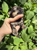Imperial Logan , a male Shih Tzu for sale in Ranger, GA – 3 of 5