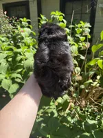 Blakey , a male Shih Tzu for sale in Ranger, GA – 3 of 3