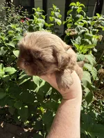 Cash  , a male Shih Tzu for sale in Ranger, GA – 2 of 4