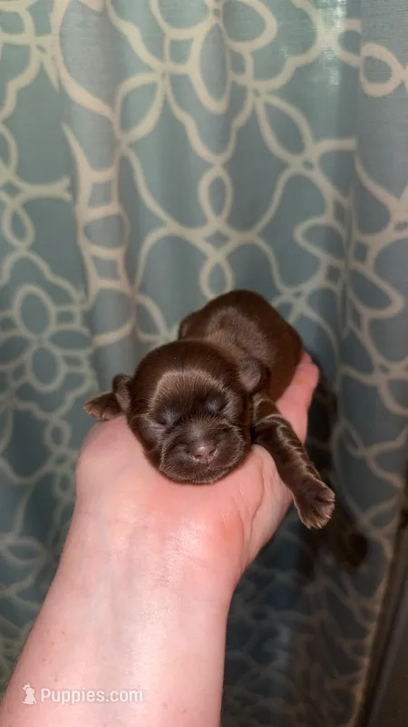 CKC LUCY – Shih Tzu puppy for sale in Ranger, GA