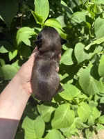 Imperial Logan , a male Shih Tzu for sale in Ranger, GA – 5 of 5