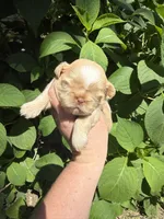 Imperial Daisy , a female Shih Tzu for sale in Ranger, GA – 3 of 7