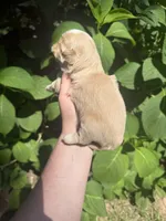 Imperial Daisy , a female Shih Tzu for sale in Ranger, GA – 6 of 7