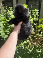 Blakey , a male Shih Tzu for sale in Ranger, GA – 1 of 3