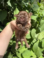 Imperial Maxwell, a male Shih Tzu for sale in Ranger, GA – 2 of 7