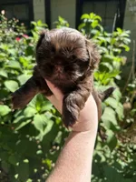 Paul, a male Shih Tzu for sale in Ranger, GA – 4 of 4